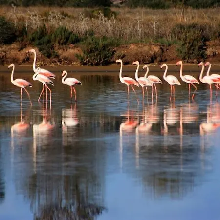 Villa Horta Do Limao 8-10 Pessoas A 4 Km Praias Da Ria Formosa Fuseta Moncarapacho